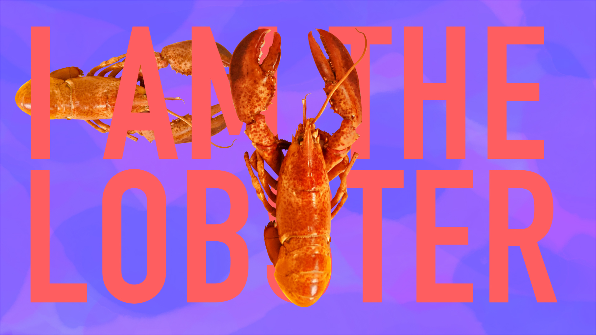 I am the Lobster, Homage to I am the Boxer by Rockip